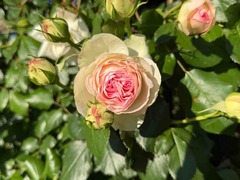 IMG_6943
