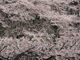 千鳥が淵3