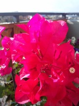 �֡�����ӥꥢ��������