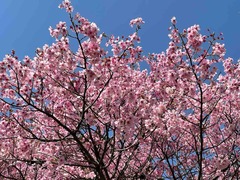 IMG_4552