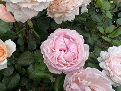 IMG_7100