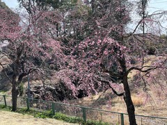 IMG_3975