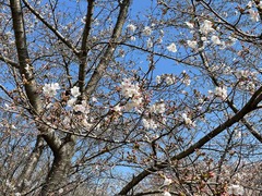 IMG_4554