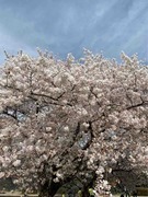 IMG_4730