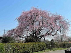IMG_4559
