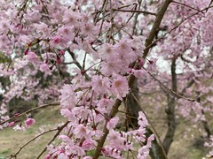 IMG_4755