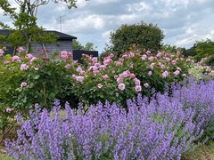 IMG_0244