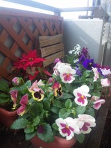 ベランダお花