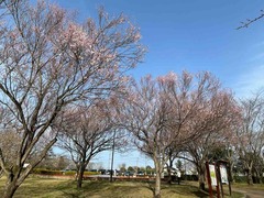IMG_4432