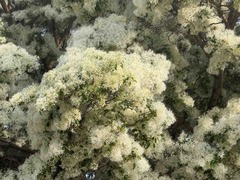 IMG_6295