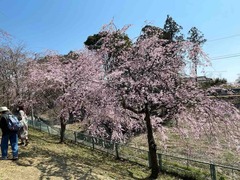 IMG_4548