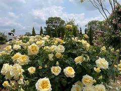IMG_0595