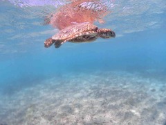 IMG_6930