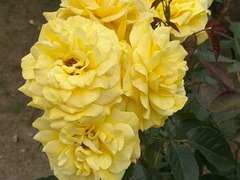 IMG_7103