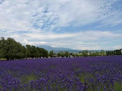 IMG_8934