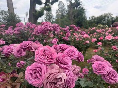 IMG_7101