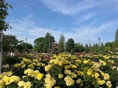 IMG_0768