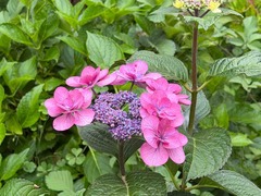 IMG_8092