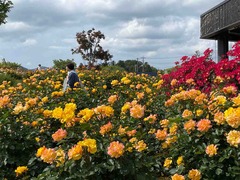 IMG_0237