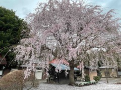 IMG_7490