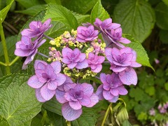 IMG_8090