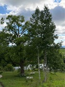 IMG_8707