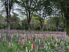 IMG_6410