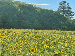 IMG_8313