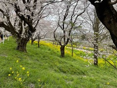 IMG_4743
