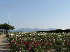 IMG_7343