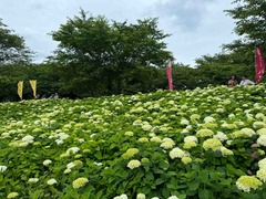 IMG_4145