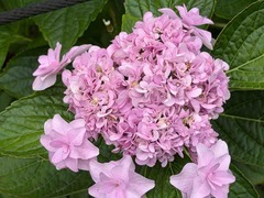 IMG_8097