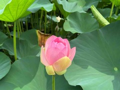 IMG_6231