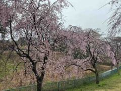 IMG_3292