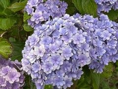IMG_8091