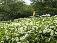 IMG_8102