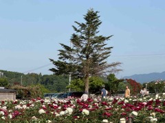 IMG_7340