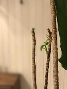 IMG_9666