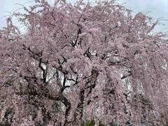 IMG_4292