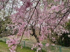 IMG_4754