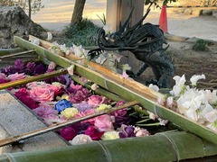 IMG_3594