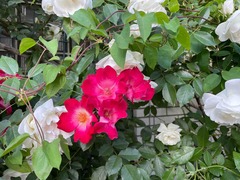 IMG_9824