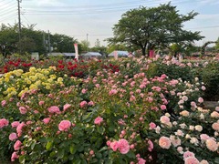 IMG_0140