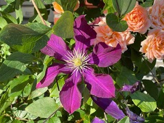 IMG_9828