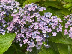 IMG_8099