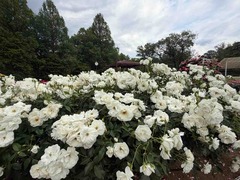 IMG_7107