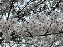 IMG_4691