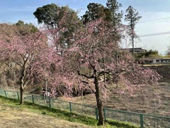 IMG_4429