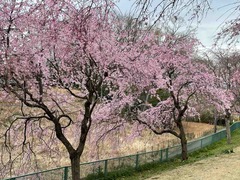 IMG_4310