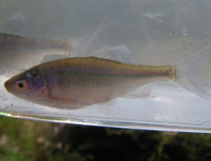 淡水魚 県農生物部 淡水魚 県農生物部